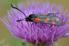 Zygaena filipendulae